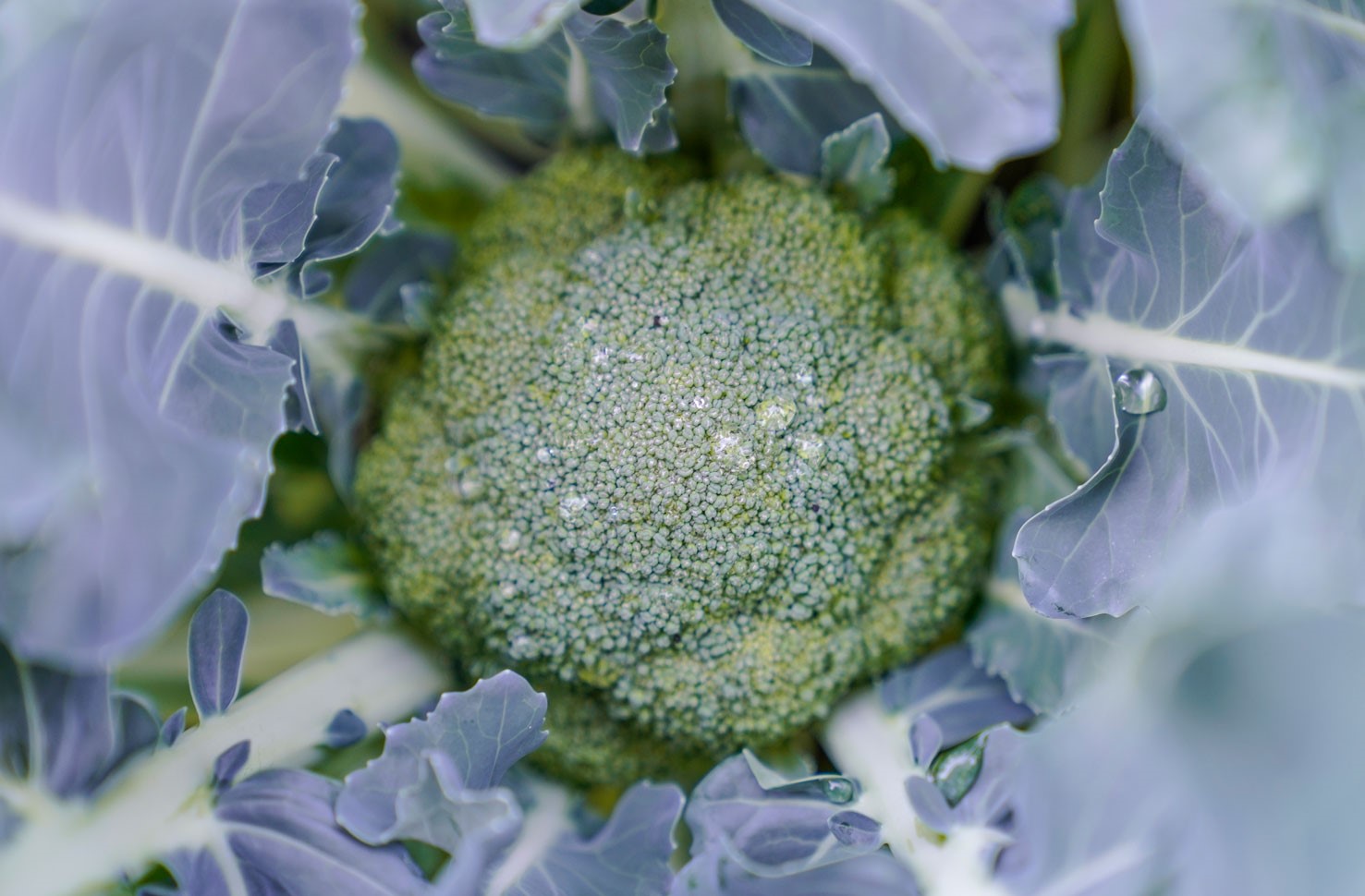 Broccoli växer på stjälk med skyddande ytterblad